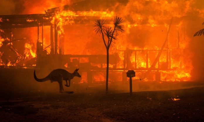 kangaroo_in_fire
